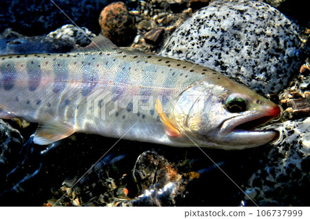 A natural amago with white skin, beautiful body shape, perma marks, and red spots. A natural amago with white skin, beautiful body shape, perma marks, and red spots. 106737999