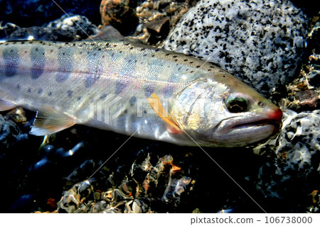 A natural amago with white skin, beautiful body shape, perma marks, and red spots. A natural amago with white skin, beautiful body shape, perma marks, and red spots. 106738000