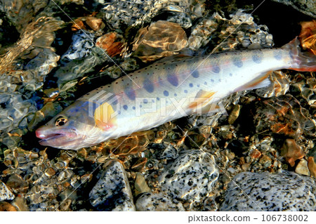 A natural amago with white skin, beautiful body shape, perma marks, and red spots. A natural amago with white skin, beautiful body shape, perma marks, and red spots. 106738002