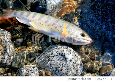 A natural amago with white skin, beautiful body shape, perma marks, and red spots. A natural amago with white skin, beautiful body shape, perma marks, and red spots. 106738005