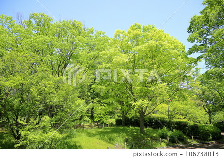 新的綠色公園,櫸樹 新的綠色公園,櫸樹 106738013