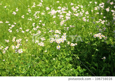 Hallion flowers 106738016