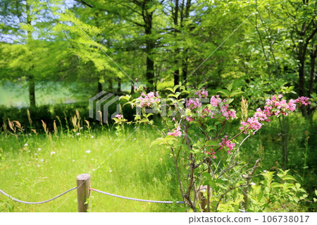 Flowers of Aspergillus japonica in full bloom 106738017