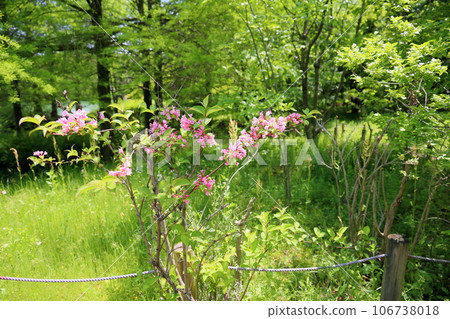 Flowers of Aspergillus japonica in full bloom 106738018