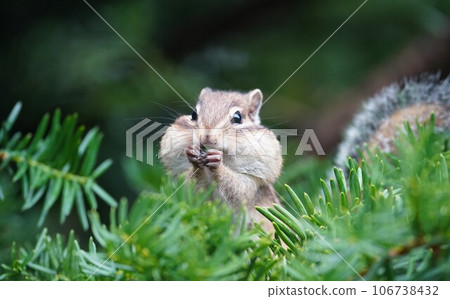 A cute chipmunk whose cheeks swell with yew fruit 106738432