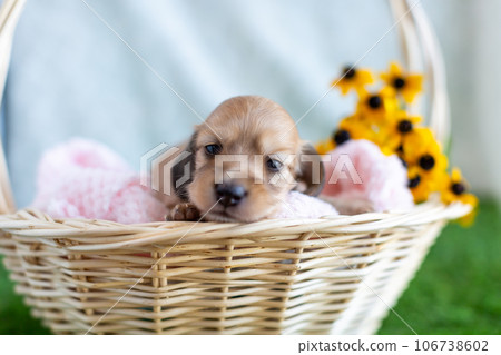 Puppy Kaninhen Dachshund 106738602