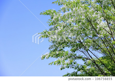 Hitotsubatago flower in full bloom Hitotsubatago flower in full bloom 106738855