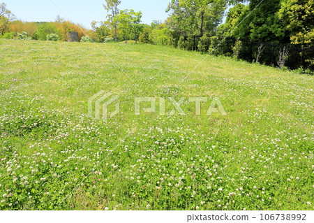 初夏公園三葉草花 初夏公園三葉草花 106738992
