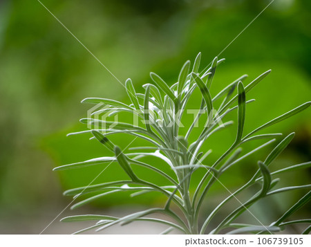 Silver detailed leaves of Crossostephium chinense 106739105