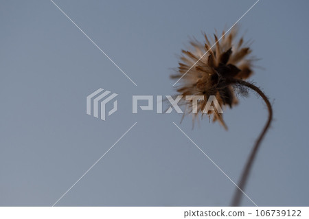 The seed of a Tridax Daisy flower when withering 106739122