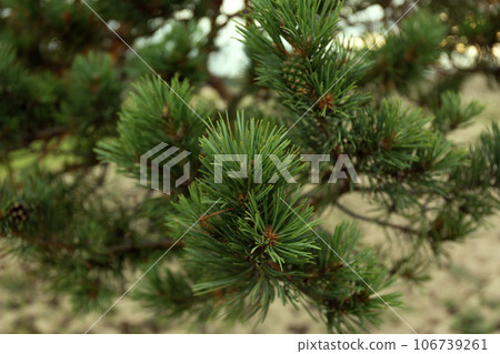Baikal Pine Cones Close Up Soft Background 106739261