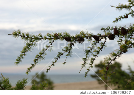 Baikal Larch Pine Cones on Defocused Send Baikal Beach Baikal Larch Pine Cones on Defocused Send Baikal Beach 106739267