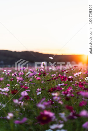 Cosmos illuminated by the sunset 106739305