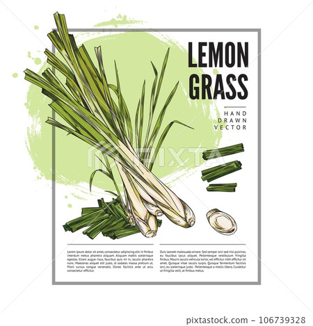 Lemongrass card or food label template in engraving sketch vector illustration. 106739328