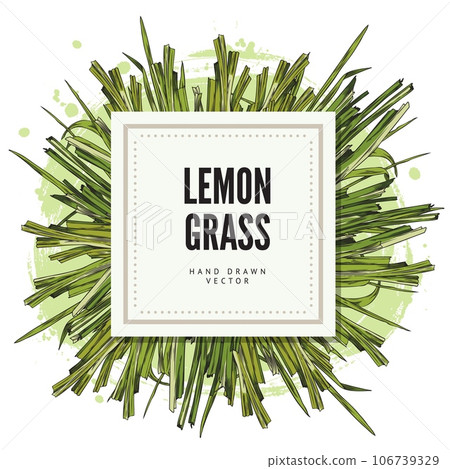 Lemongrass tag or label template in square shape sketch vector illustration. 106739329
