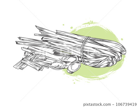 Lemongrass herb image at green backdrop, engraving vector illustration isolated. 106739419