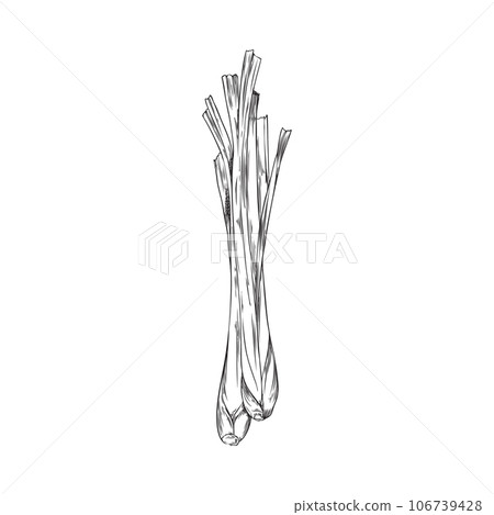 Hand drawn monochrome stems of lemongrass sketch style, vector illustration 106739428