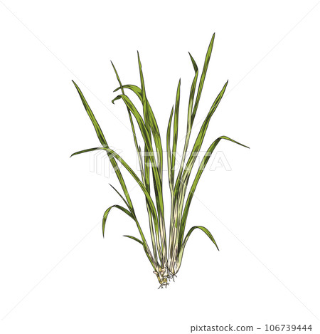Lemongrass plant bush shoot or sprout engraving vector illustration isolated. 106739444