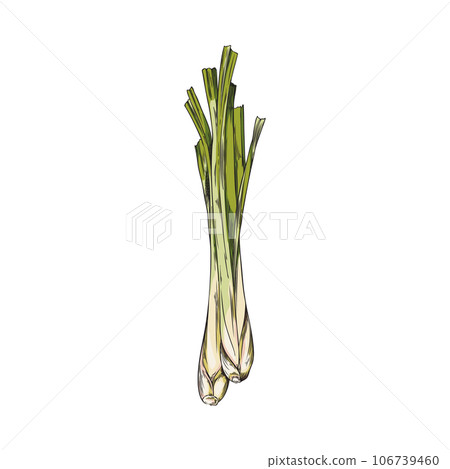 Hand drawn colorful stems of lemongrass plant sketch style, vector illustration 106739460