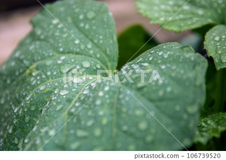 Close-up of a green leaf with water droplets on it 106739520