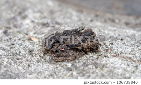 Palm civet droppings on the eaves of private houses Palm civet droppings on the eaves of private houses 106739840