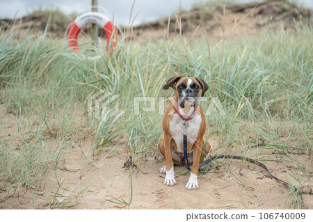 A german boxer Dog in the dunes of laholm standing in the gras of melbystrand Sweden 106740009