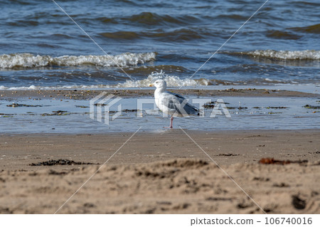 Seagull stands on an ocean beach in the sand and morning light in Sweden Melbystrand 106740016