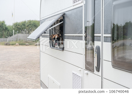 Boxer Dog looking out of window of Caravan Campig on sand dunes near Melbystrand Laholm Sweden coast outdoor Lifestyle Boxer Dog looking out of window of Caravan Campig on sand dunes near Melbystrand Laholm Sweden coast outdoor Lifestyle 106740046