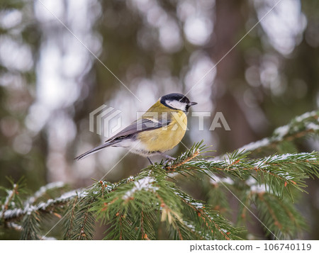 Cute bird Great tit, songbird sitting on the fir branch with snow in winter 106740119