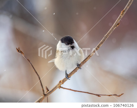 Cute bird the willow tit, song bird sitting on a branch without leaves in the winter. 106740126