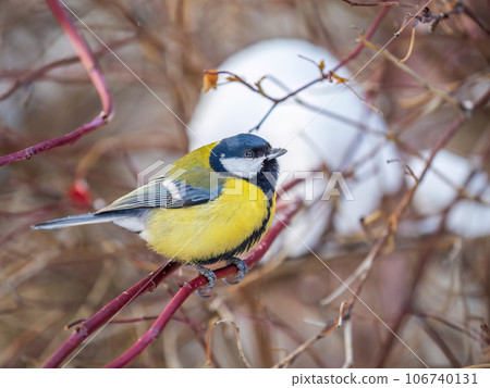 Cute bird Great tit, songbird sitting on a branch without leaves in the autumn or winter. 106740131