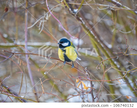 Cute bird Great tit, songbird sitting on a branch without leaves in the autumn or winter. 106740132