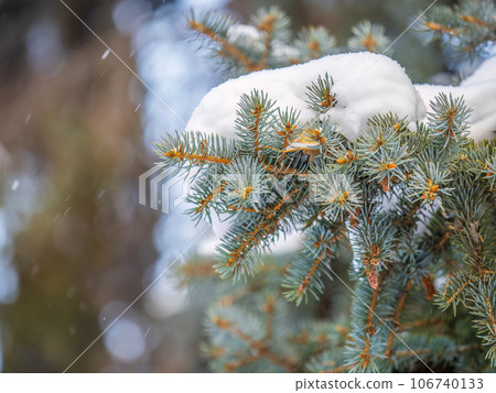 Green fir branches in winter covered with snow 106740133