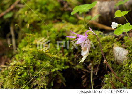 布袋蘭花在苔蘚覆蓋的森林地面上綻放 106740222