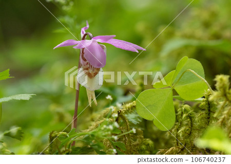 Hotel orchid blooming on moss in subalpine mountains Hotel orchid blooming on moss in subalpine mountains 106740237