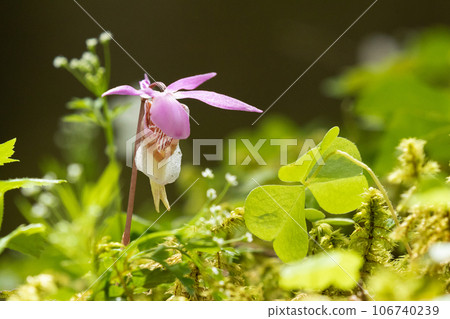 A hotel orchid shining in the sunlight filtering through the trees on the moss of a subalpine mountain A hotel orchid shining in the sunlight filtering through the trees on the moss of a subalpine mountain 106740239