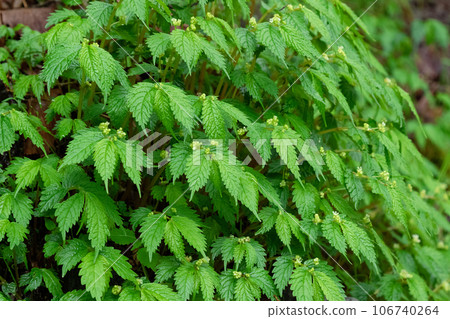 Porphyra spp. growing in the wetlands of the valley Porphyra spp. growing in the wetlands of the valley 106740264