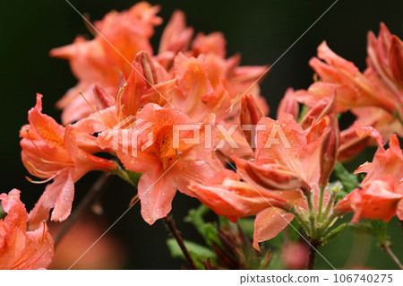 Flower of azalea flowers in full bloom 106740275