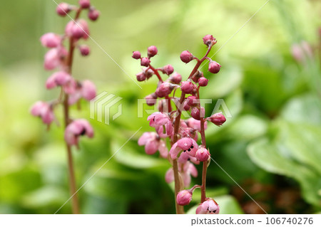 剛剛盛開的紅花 106740276