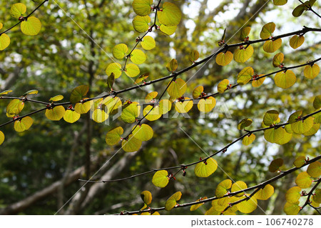 Young leaves of Hirohakatsura letting sunlight shine through the valley in early summer Young leaves of Hirohakatsura letting sunlight shine through the valley in early summer 106740278