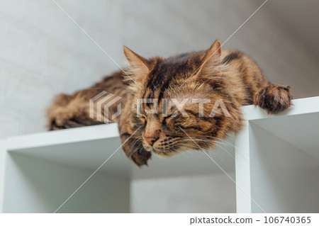 Long-haired charcoal bengal kitty cat laying on the white shelf 106740365