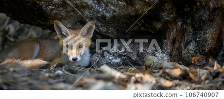 Red fox, vulpes vulpes in forest. Close wild predators in natural environment 106740907