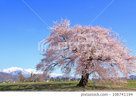 Sunuma's Ichibonzakura Omachi, Nagano Prefecture 106741194