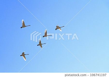 安曇野苔原天鵝 106741197