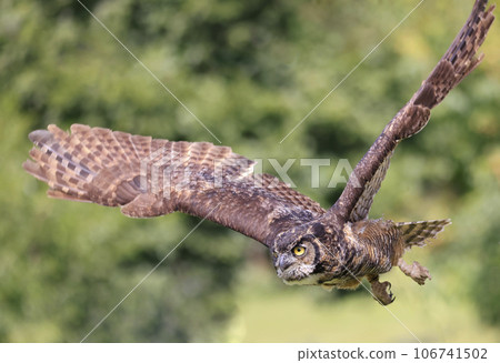 Great-horned owl in flight, Quebec, Canada 106741502