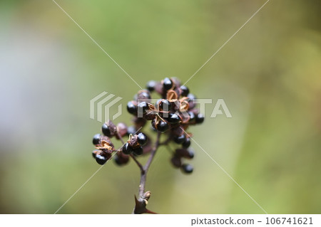 Fruits and seeds of Japanese pepper 106741621