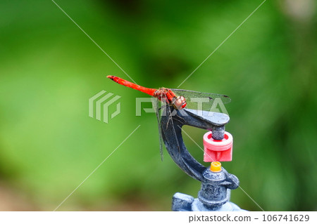 Red dragonfly perched on the sprinkler 106741629