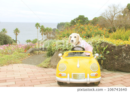 Beagle dog riding a car Beagle dog riding a car 106741640
