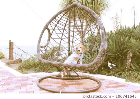 比格犬在吊床上放鬆 比格犬在吊床上放鬆 106741645