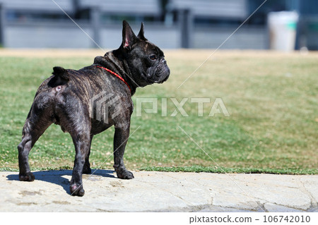 一隻精力充沛的法國鬥牛犬在狗跑的游泳池裡玩得很開心 106742010